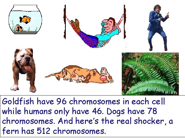 Goldfish have 96 chromosomes in each cell while humans only have 46. Dogs have Goldfish have 96 chromosomes in each cell while humans only have 46. Dogs have