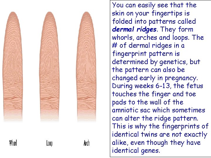 You can easily see that the skin on your fingertips is folded into patterns