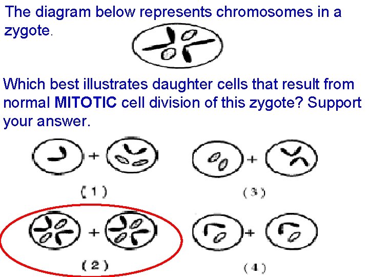 The diagram below represents chromosomes in a zygote. Which best illustrates daughter cells that