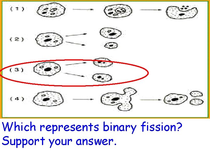Which represents binary fission? Support your answer. 