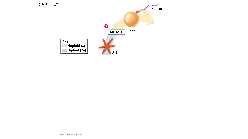 Figure 18. 1 B_s 1 Sperm 1 Meiosis Key Haploid (n) Diploid (2 n)