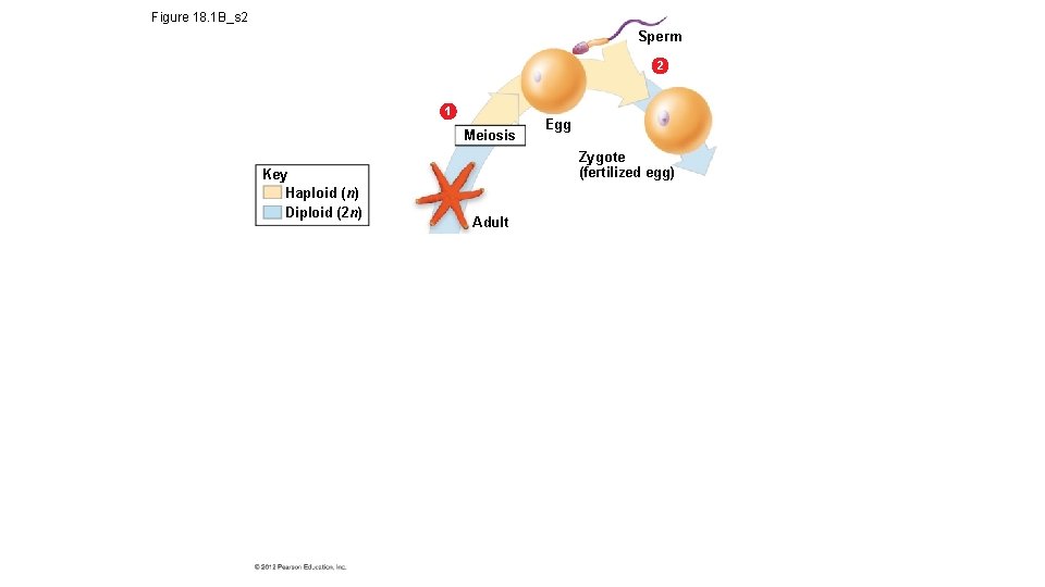 Figure 18. 1 B_s 2 Sperm 2 1 Meiosis Key Haploid (n) Diploid (2