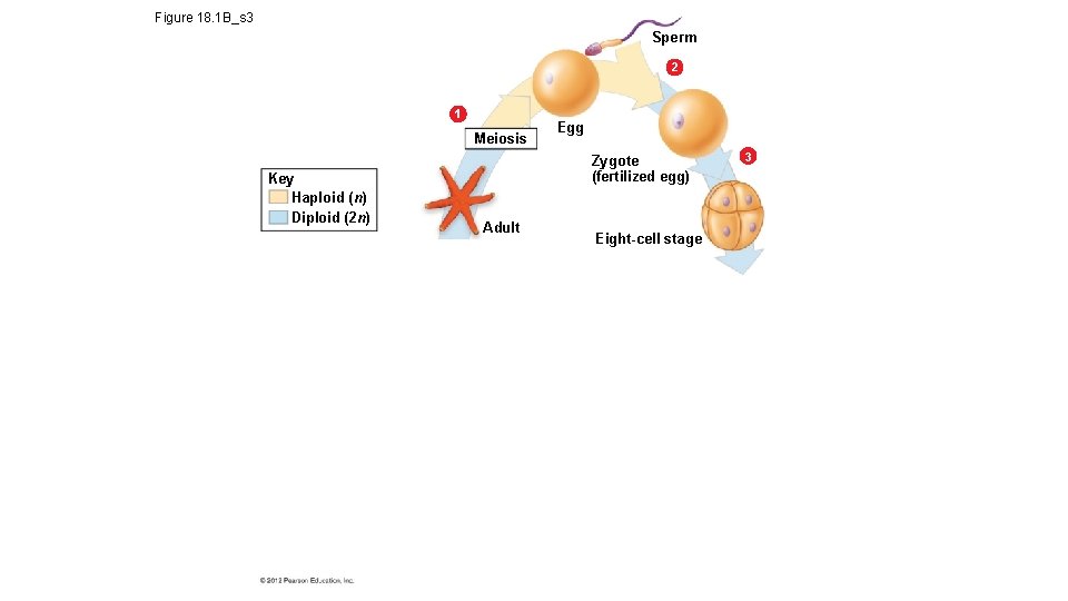 Figure 18. 1 B_s 3 Sperm 2 1 Meiosis Key Haploid (n) Diploid (2