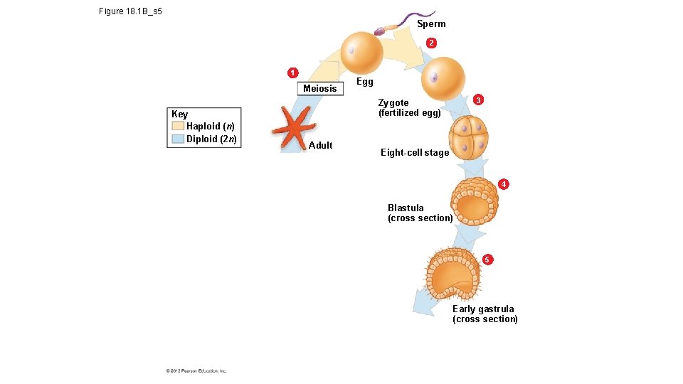 Figure 18. 1 B_s 5 Sperm 2 1 Meiosis Key Haploid (n) Diploid (2