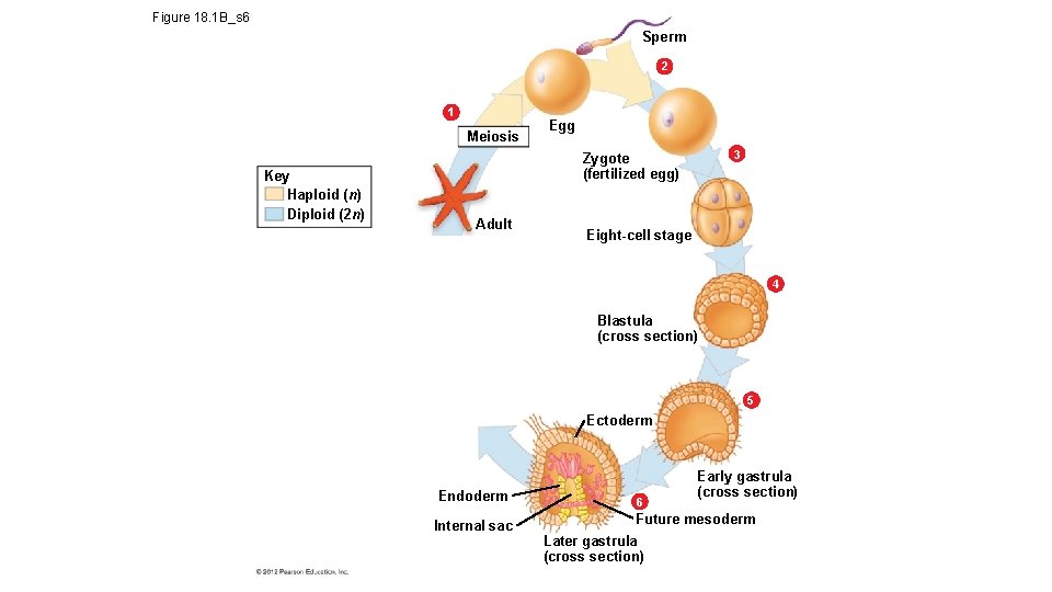 Figure 18. 1 B_s 6 Sperm 2 1 Meiosis Key Haploid (n) Diploid (2