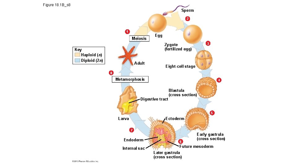 Figure 18. 1 B_s 8 Sperm 2 1 Meiosis Egg 3 Zygote (fertilized egg)