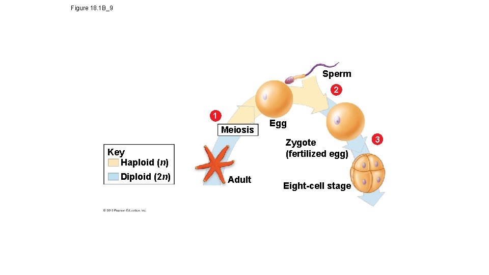 Figure 18. 1 B_9 Sperm 2 1 Meiosis Zygote (fertilized egg) Key Haploid (n)