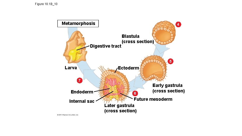 Figure 18. 1 B_10 Metamorphosis 4 Digestive tract Blastula (cross section) 5 Larva Ectoderm