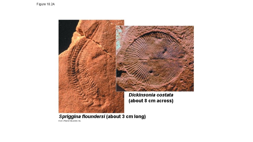 Figure 18. 2 A Dickinsonia costata (about 8 cm across) Spriggina floundersi (about 3