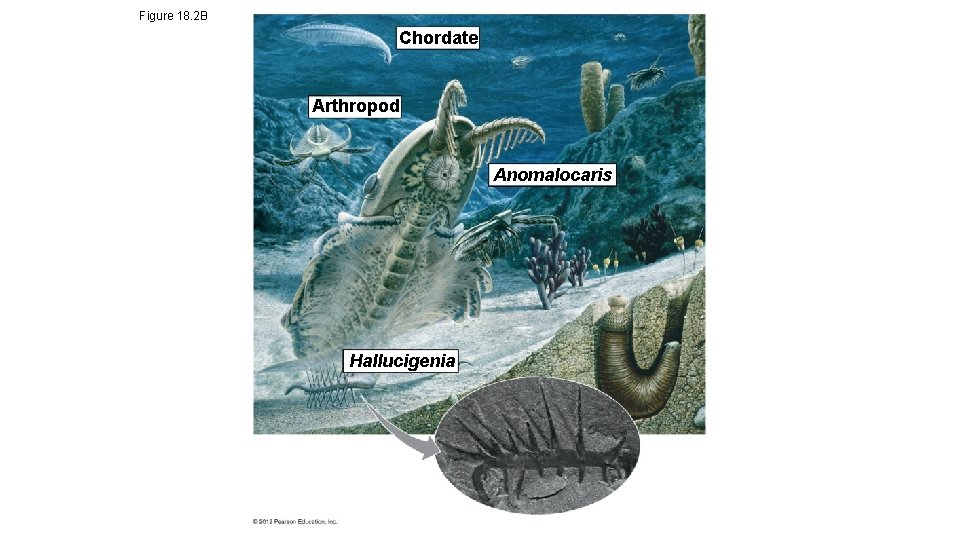 Figure 18. 2 B Chordate Arthropod Anomalocaris Hallucigenia 