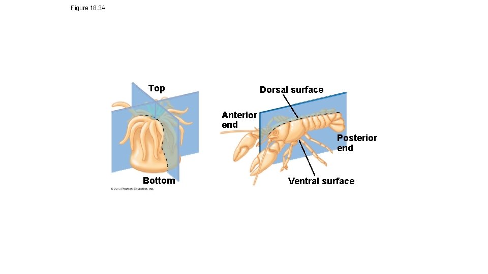 Figure 18. 3 A Top Dorsal surface Anterior end Posterior end Bottom Ventral surface