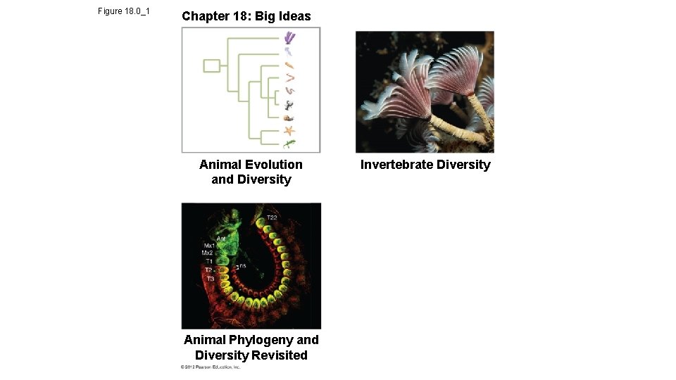 Figure 18. 0_1 Chapter 18: Big Ideas Animal Evolution and Diversity Animal Phylogeny and