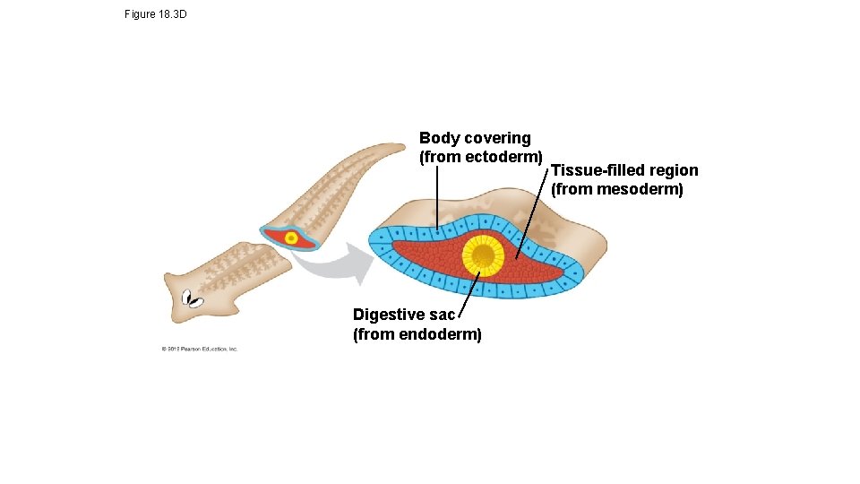 Figure 18. 3 D Body covering (from ectoderm) Digestive sac (from endoderm) Tissue-filled region