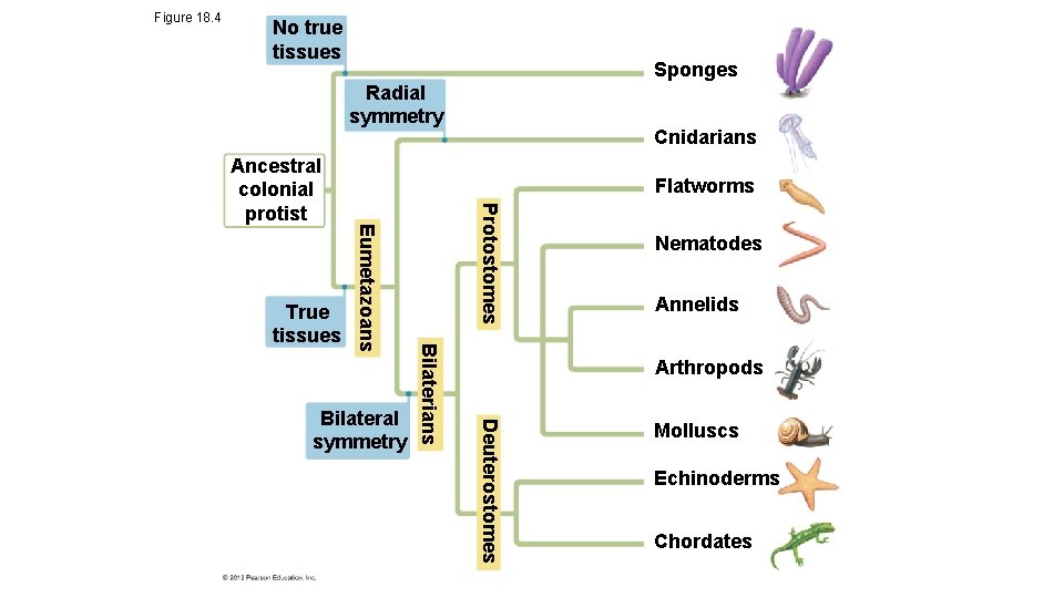 Figure 18. 4 No true tissues Sponges Radial symmetry Protostomes Nematodes Annelids Arthropods Deuterostomes