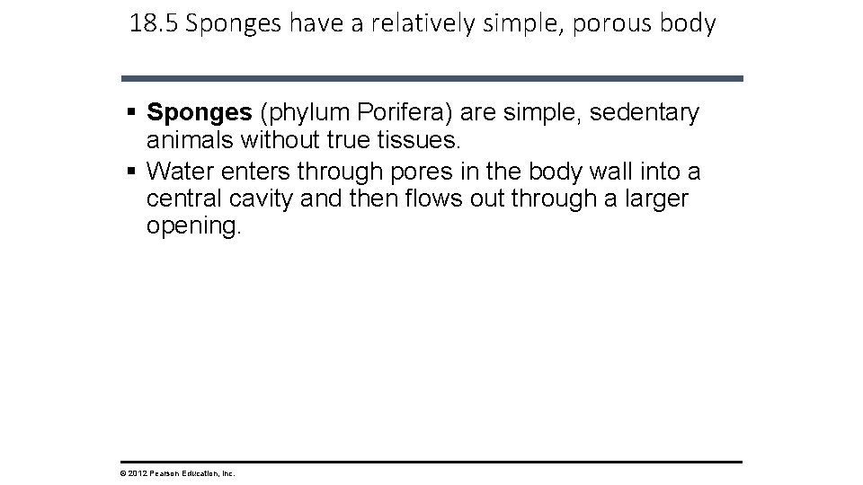18. 5 Sponges have a relatively simple, porous body § Sponges (phylum Porifera) are