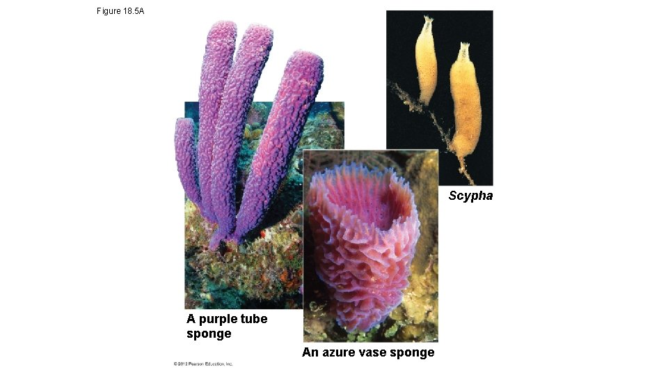 Figure 18. 5 A Scypha A purple tube sponge An azure vase sponge 