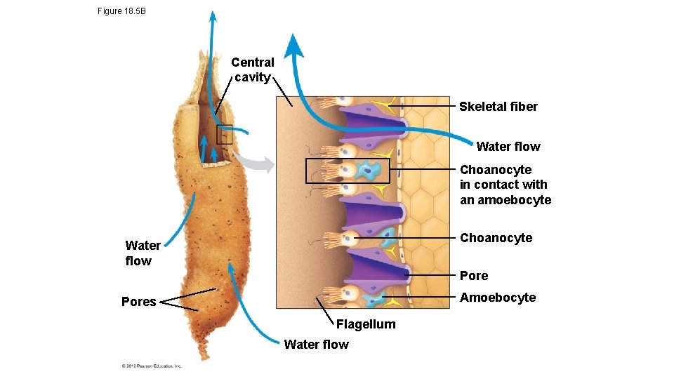 Figure 18. 5 B Central cavity Skeletal fiber Water flow Choanocyte in contact with