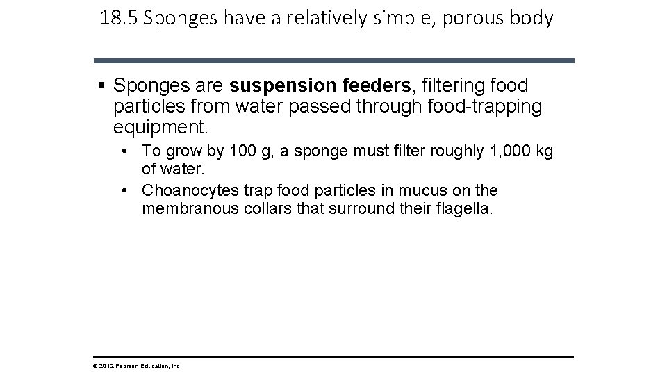 18. 5 Sponges have a relatively simple, porous body § Sponges are suspension feeders,