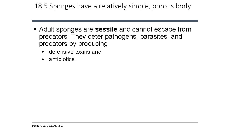 18. 5 Sponges have a relatively simple, porous body § Adult sponges are sessile