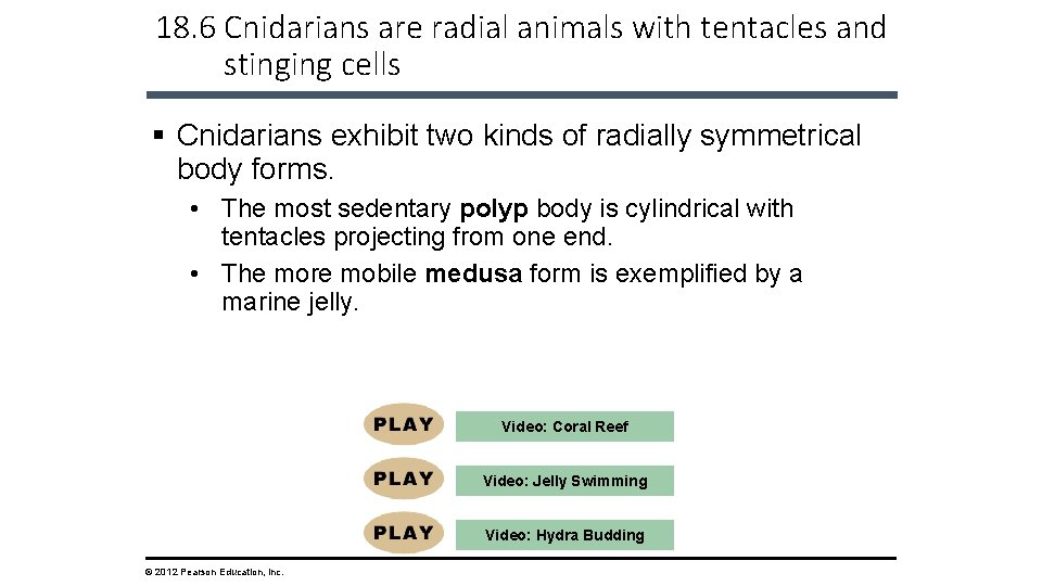 18. 6 Cnidarians are radial animals with tentacles and stinging cells § Cnidarians exhibit