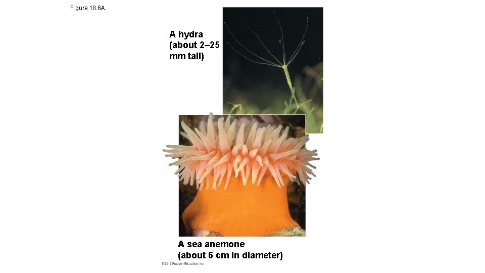 Figure 18. 6 A A hydra (about 2– 25 mm tall) A sea anemone