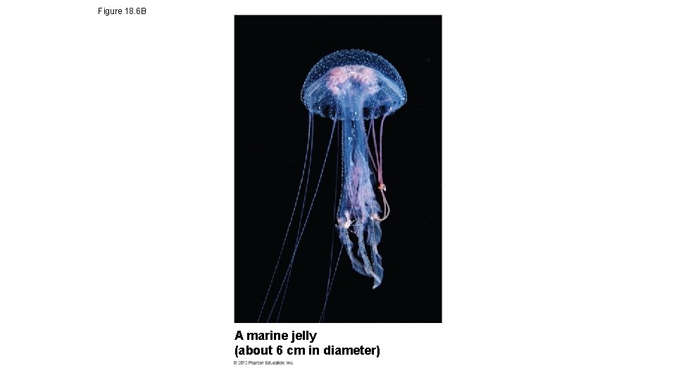 Figure 18. 6 B A marine jelly (about 6 cm in diameter) 