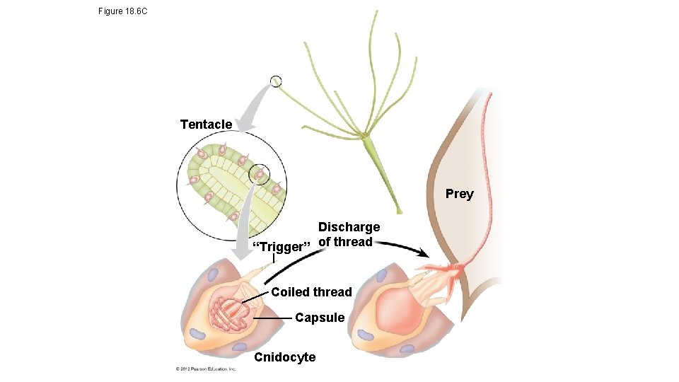 Figure 18. 6 C Tentacle Prey Discharge “Trigger” of thread Coiled thread Capsule Cnidocyte