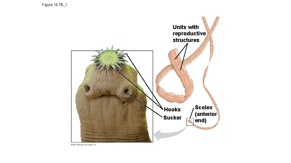 Figure 18. 7 B_1 Units with reproductive structures Hooks Sucker Scolex (anterior end) 