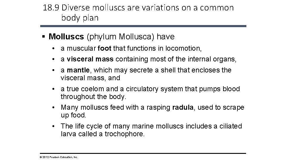 18. 9 Diverse molluscs are variations on a common body plan § Molluscs (phylum