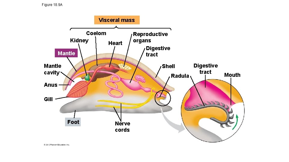 Figure 18. 9 A Visceral mass Coelom Kidney Heart Mantle cavity Reproductive organs Digestive