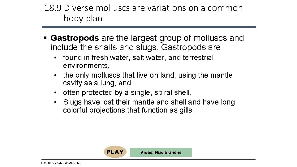 18. 9 Diverse molluscs are variations on a common body plan § Gastropods are