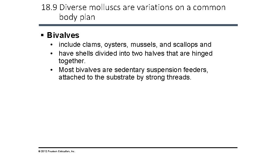 18. 9 Diverse molluscs are variations on a common body plan § Bivalves •