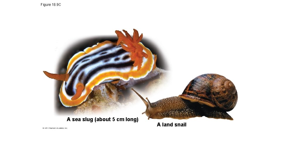 Figure 18. 9 C A sea slug (about 5 cm long) A land snail