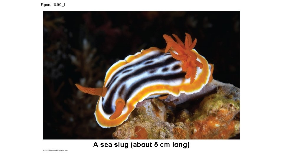 Figure 18. 9 C_1 A sea slug (about 5 cm long) 