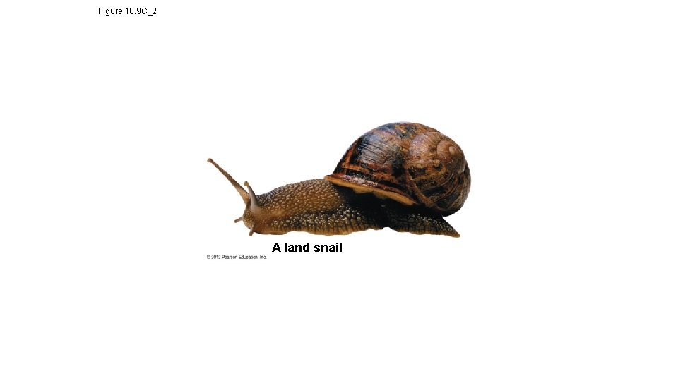 Figure 18. 9 C_2 A land snail 