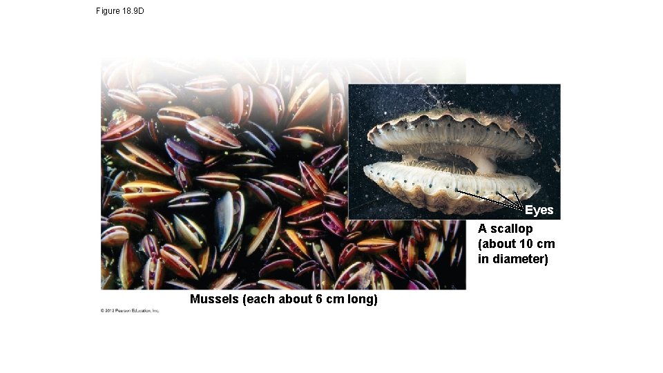 Figure 18. 9 D Eyes A scallop (about 10 cm in diameter) Mussels (each