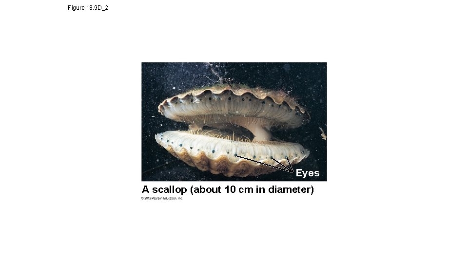 Figure 18. 9 D_2 Eyes A scallop (about 10 cm in diameter) 