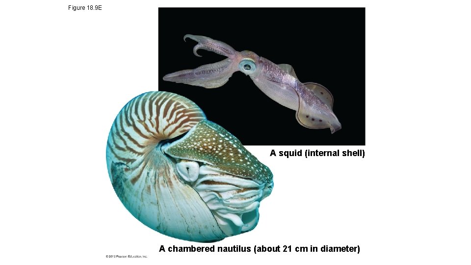 Figure 18. 9 E A squid (internal shell) A chambered nautilus (about 21 cm