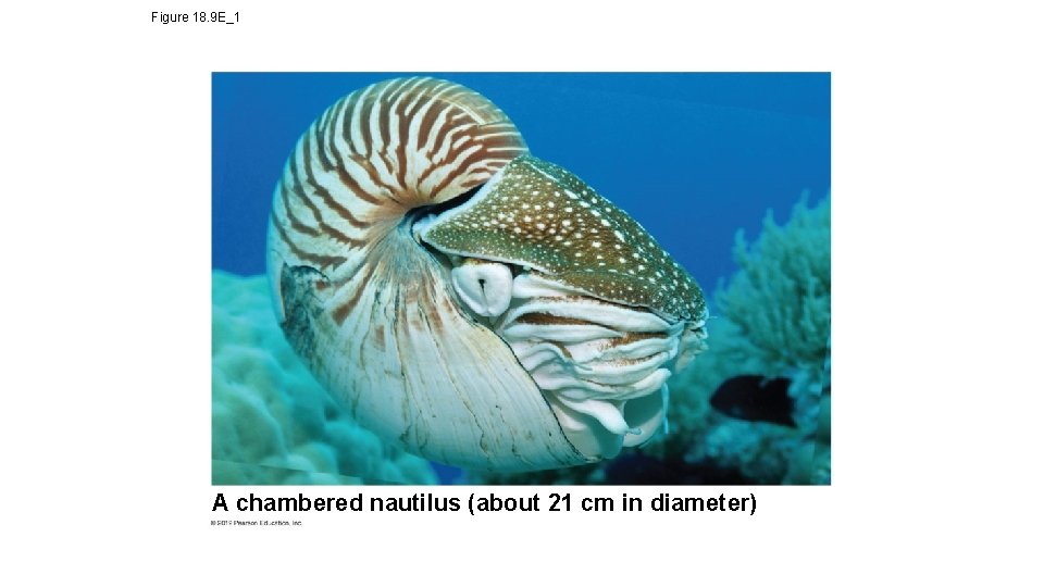 Figure 18. 9 E_1 A chambered nautilus (about 21 cm in diameter) 