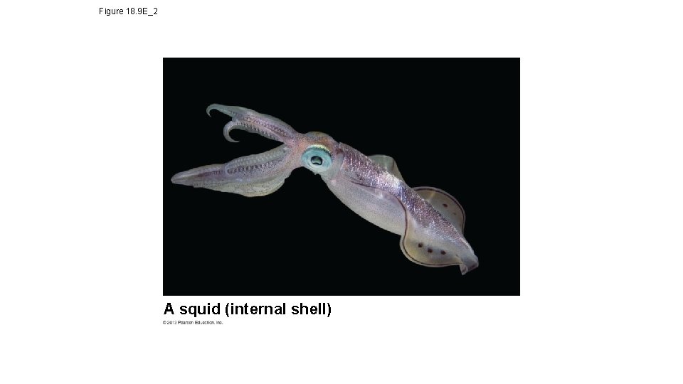 Figure 18. 9 E_2 A squid (internal shell) 