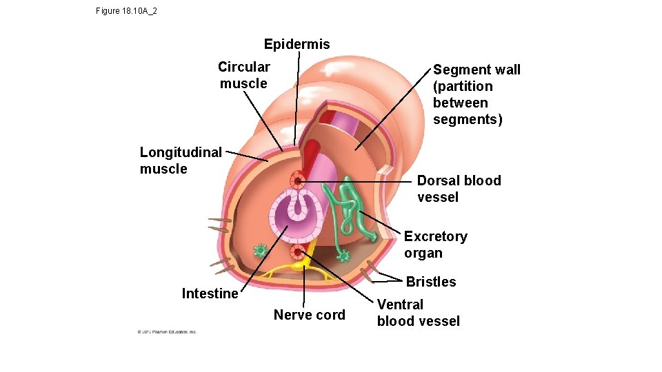 Figure 18. 10 A_2 Epidermis Circular muscle Segment wall (partition between segments) Longitudinal muscle