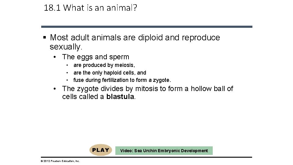 18. 1 What is an animal? § Most adult animals are diploid and reproduce