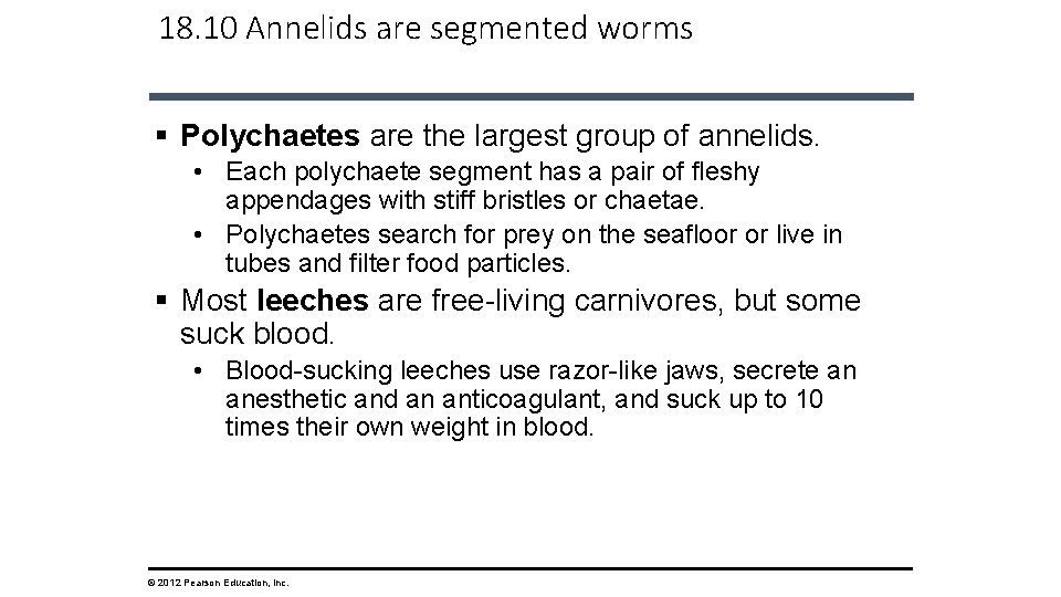 18. 10 Annelids are segmented worms § Polychaetes are the largest group of annelids.