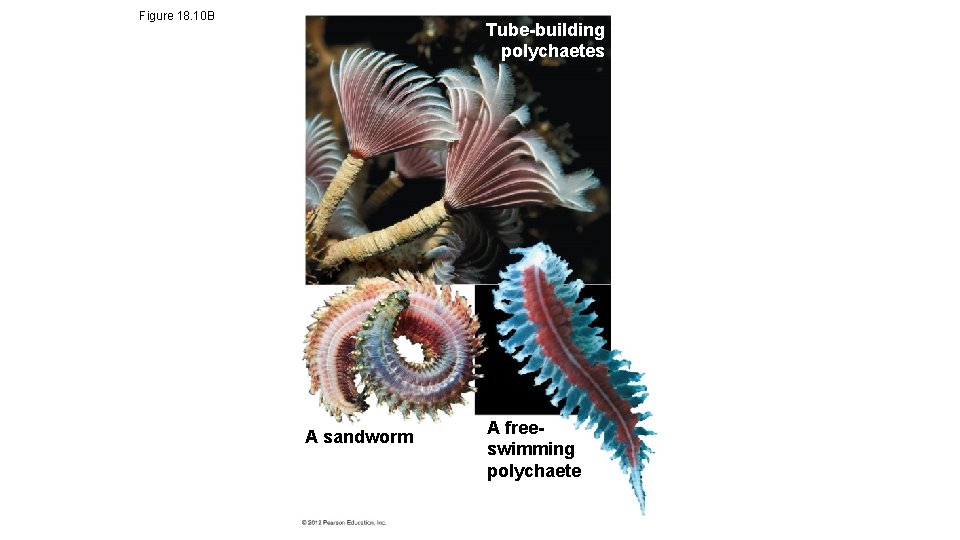 Figure 18. 10 B Tube-building polychaetes A sandworm A freeswimming polychaete 