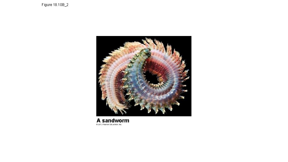 Figure 18. 10 B_2 A sandworm 