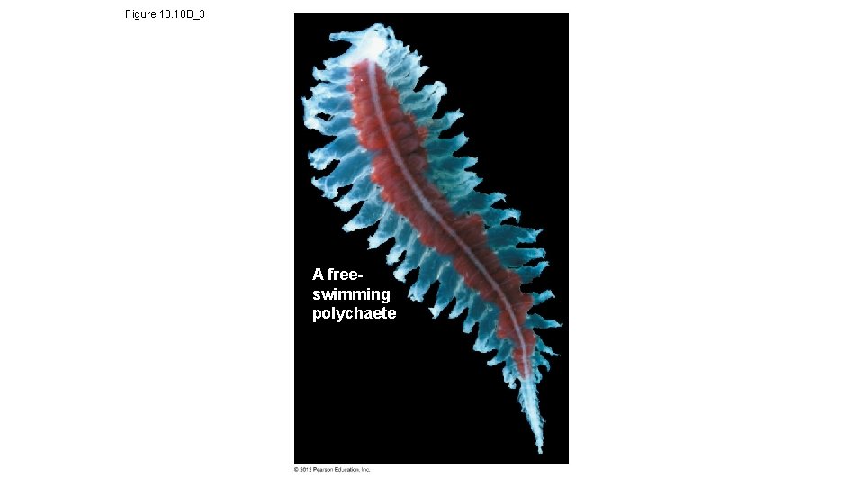 Figure 18. 10 B_3 A freeswimming polychaete 