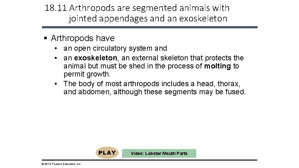 18. 11 Arthropods are segmented animals with jointed appendages and an exoskeleton § Arthropods