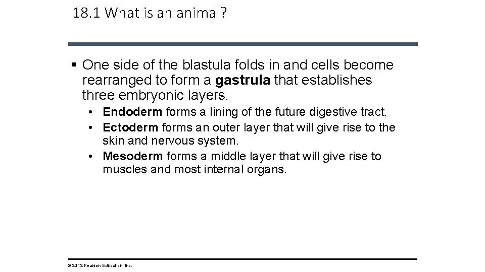 18. 1 What is an animal? § One side of the blastula folds in