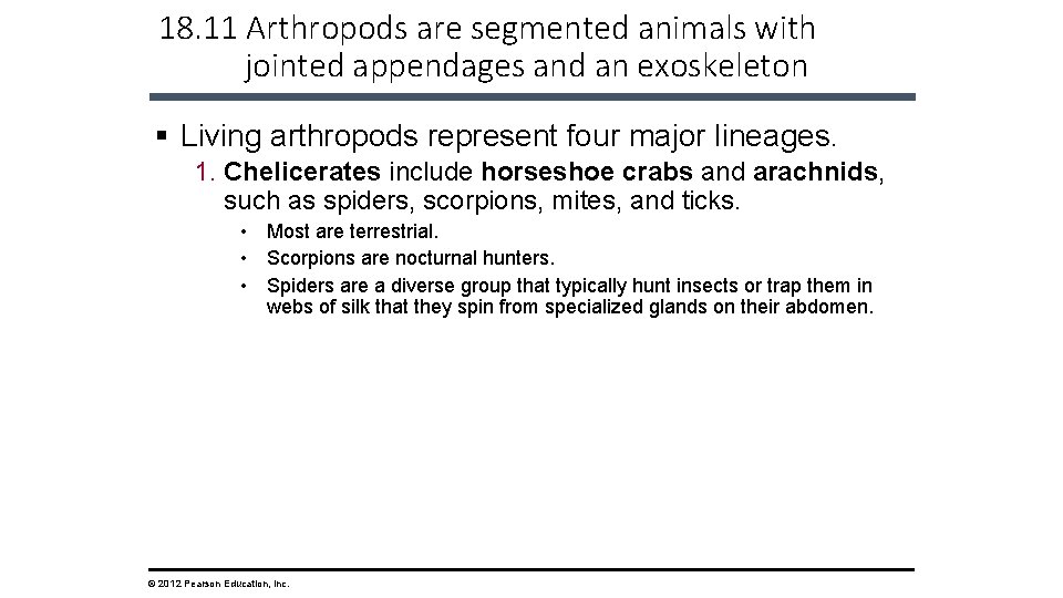 18. 11 Arthropods are segmented animals with jointed appendages and an exoskeleton § Living