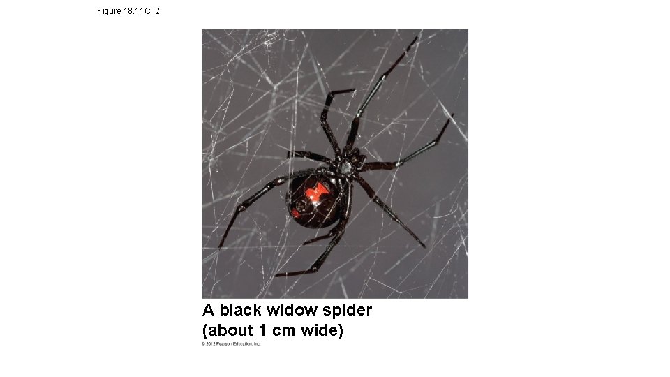 Figure 18. 11 C_2 A black widow spider (about 1 cm wide) 